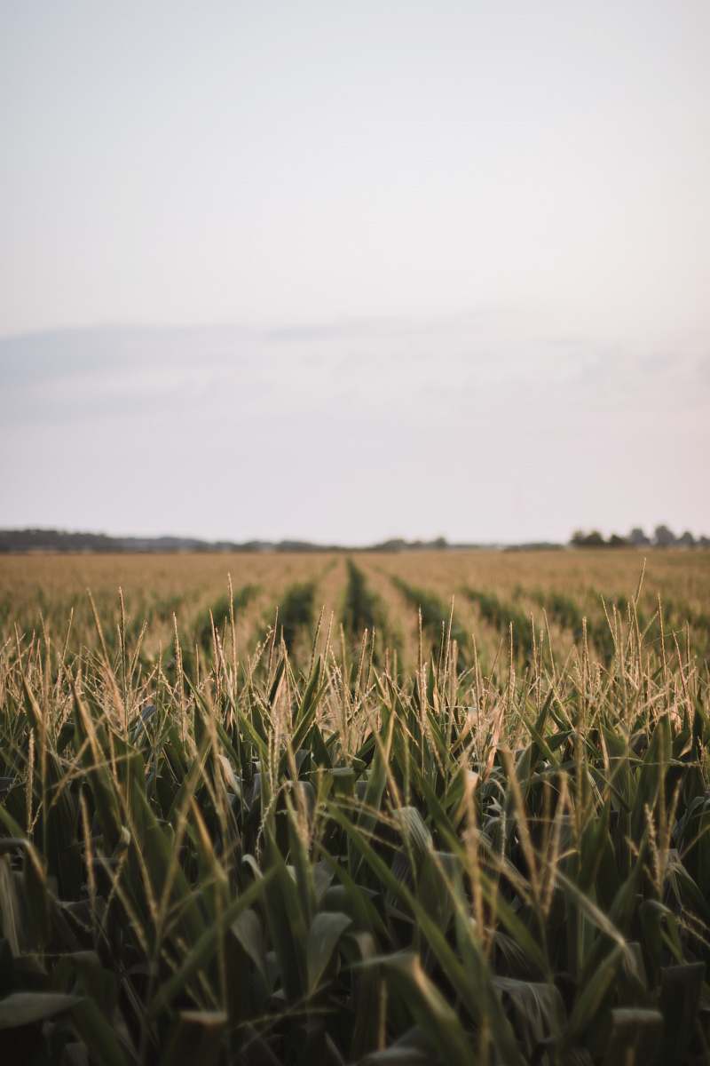 bowling green green grass field united states